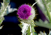 Flower of Scotland: Thistle from Scotland
