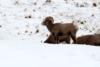 Elk, Deer, Bighorn Sheep