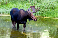 Moose 2015