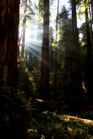 Redwoods, Northern California, Oregon Coast, Washington