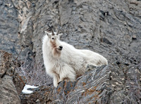 Rocky Mountain Goats 2015