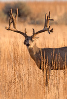 Mule Deer 2016